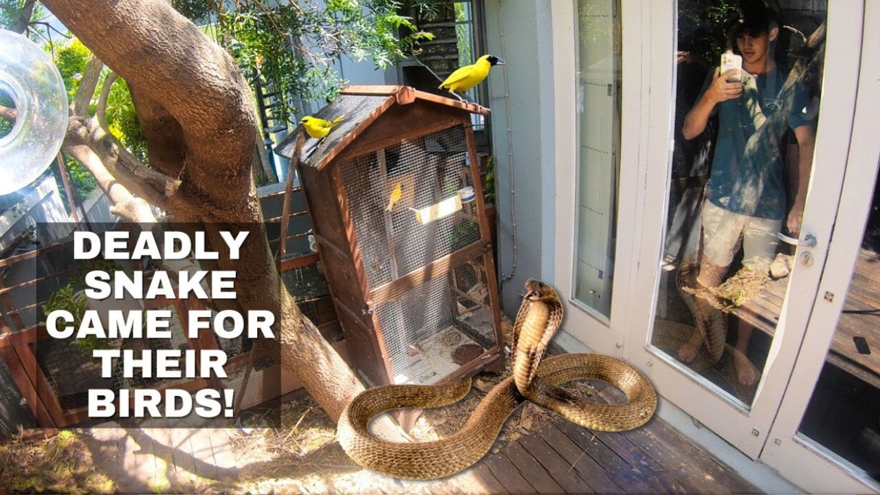 Deadly Snake Came For Thier Birds