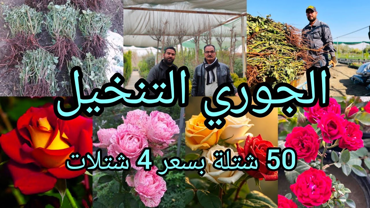 الورد الجوري التنخيل ٥٠ شتلة بقيمة سعر  تعادل  ٤ شتلات بالمشاتل العراقية وبالوان مميزة جداً