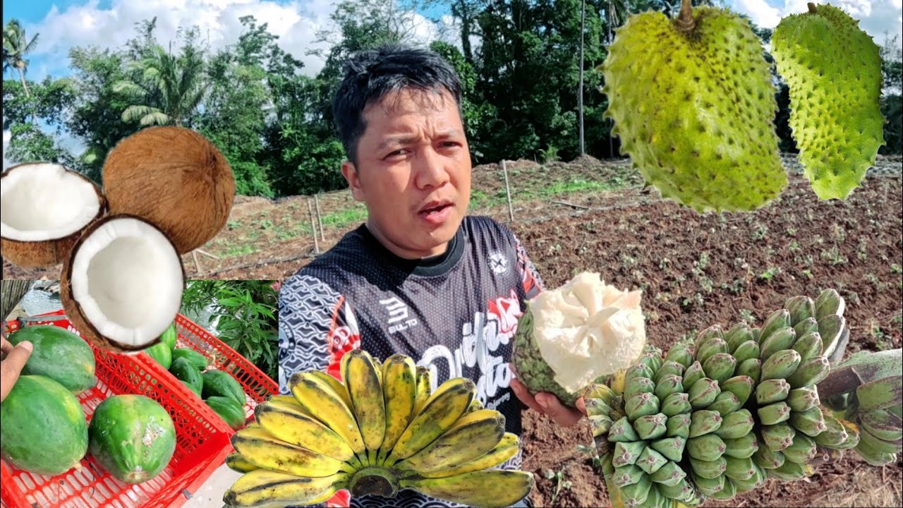 Sabay sabay ang Pitas ng gulay ay mga Prutas order ni Kuya lain niyog saging papaya at gabi pako 