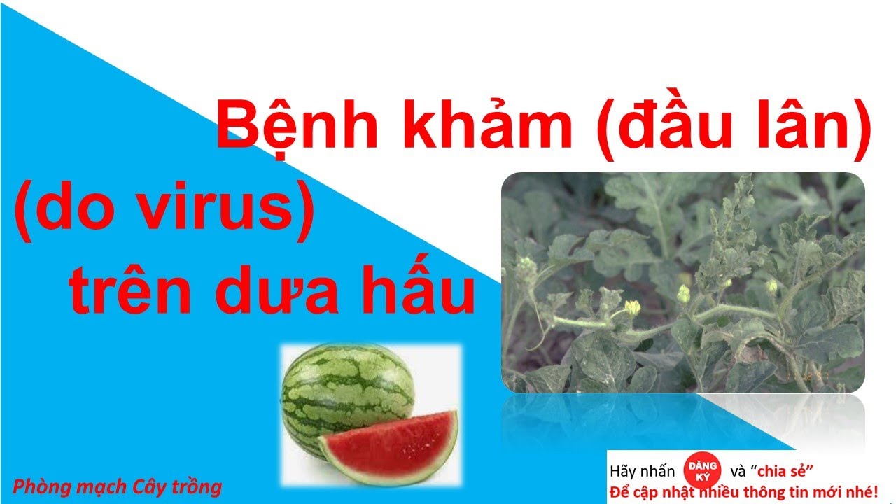 Bệnh Khảm dưa hấu | Phòng Mạch Cây Trồng | #syngenta  | #corteva  | #bayern  | #duahau | đầu lân