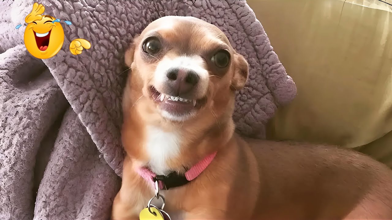 When God Sends You Funny Dogs And Cats 😹🐶Funniest Pets Compilation That Will Make You Laugh Until