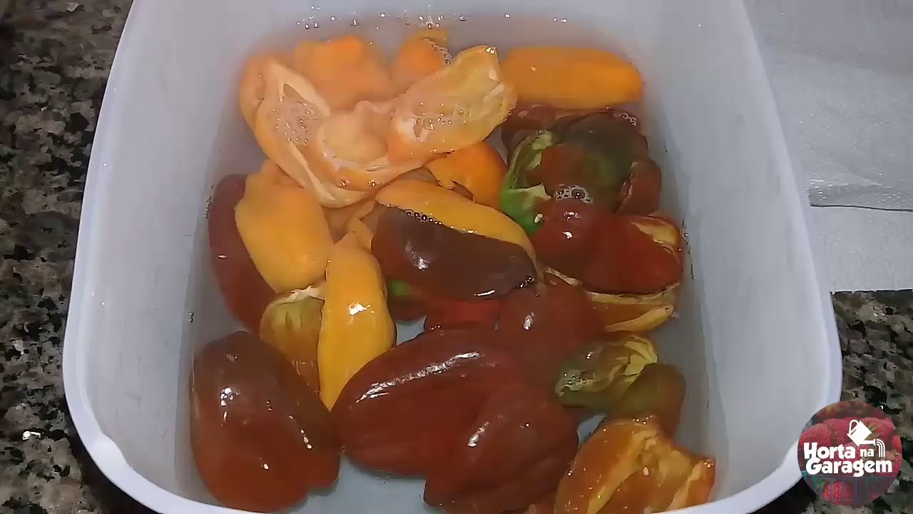 COMO FAZER CONSERVA DE PIMENTA BHUT JOLOKIA CHOCOLATE E BHUT JOLOKIA  LARANJA