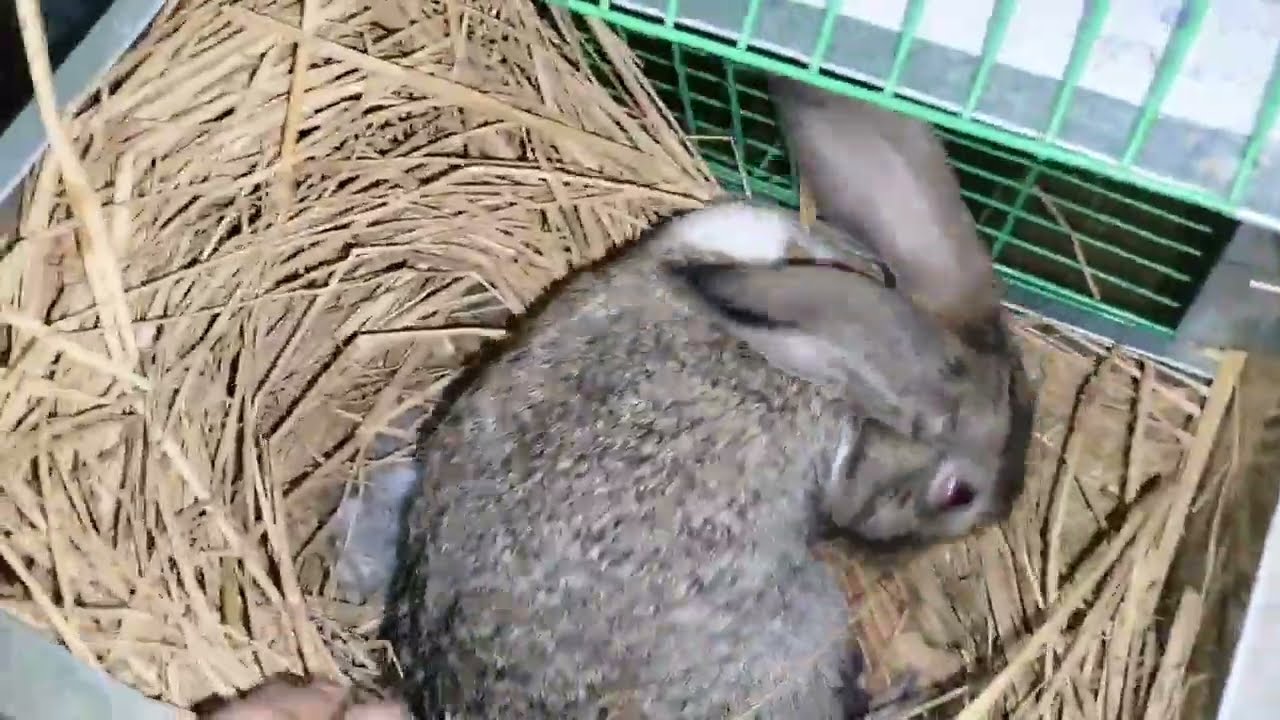 الارنبه البلدى فضلت عشر 35يوم والولاده كانت متعسره ودخلت عليها قلبى وجعنى من المنظر ال شفته😱