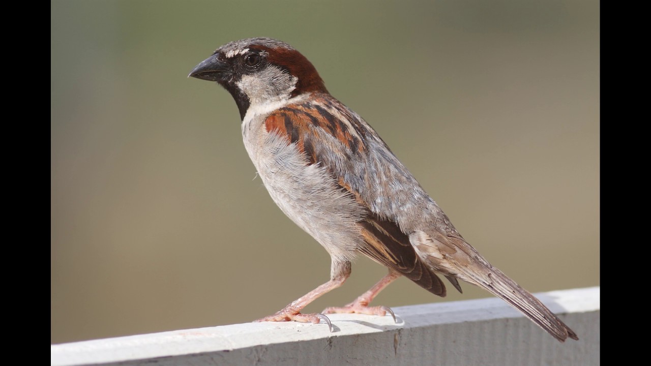 Sparrow Sony Ericsson T630