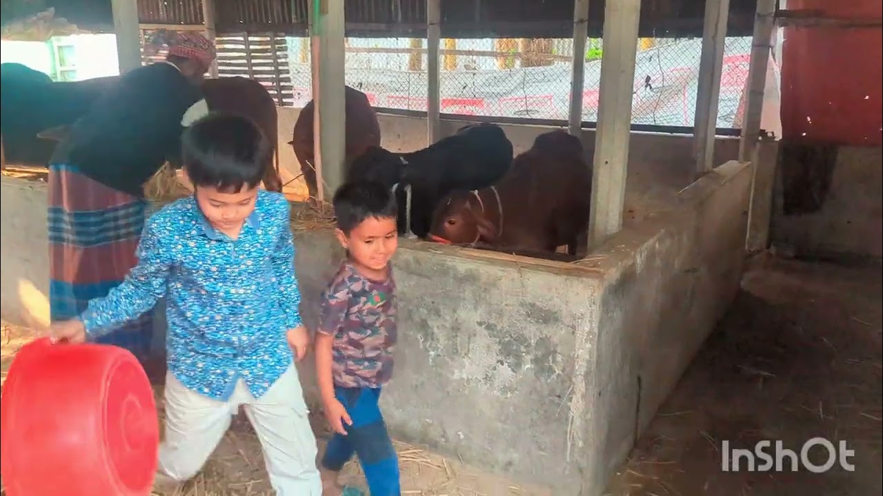  গরু পালন #cow #farming #cattlefarming #agro 