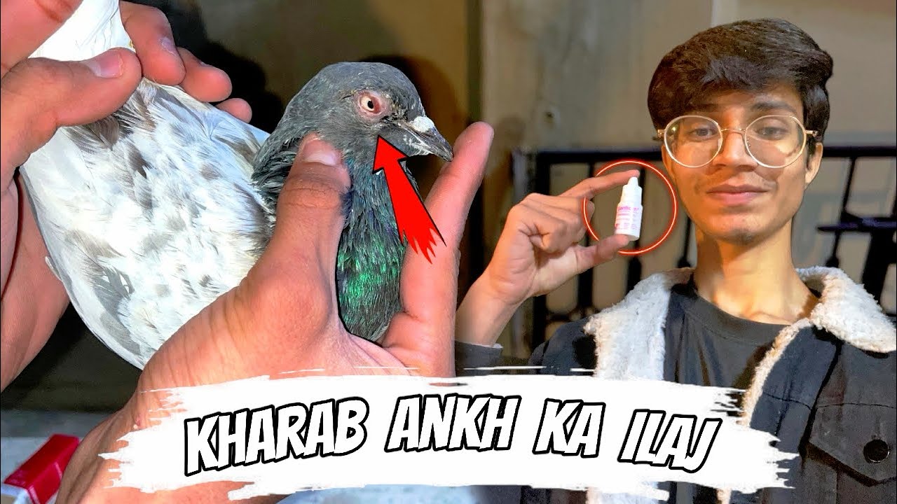 Kabootar ki kharab ankh ka ilaj 😍 || Pigeon eye treatment ❤️ || Pets Zone 