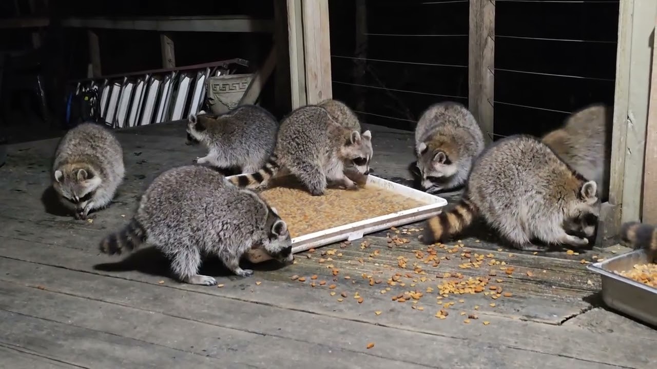Happy Wednesday March 4th my wonderful raccoon family ❤️❤️