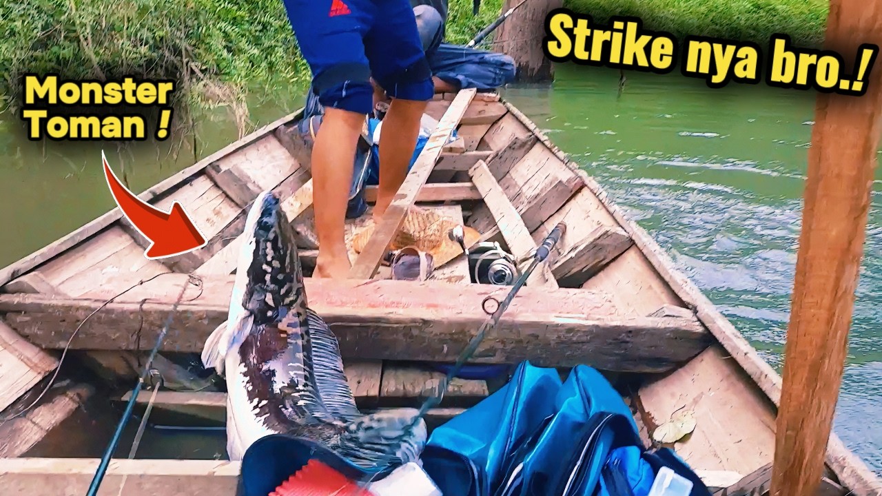 Toman Berulah lagi ⁉️Akhirnya Strike😂