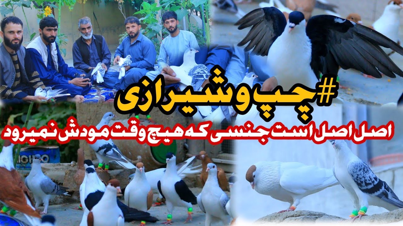 #چپ و شیرازی | کفتر های اصیل و قدیم افغانستان | fancy pigeons collection | Afghan Pigeons | Wazha