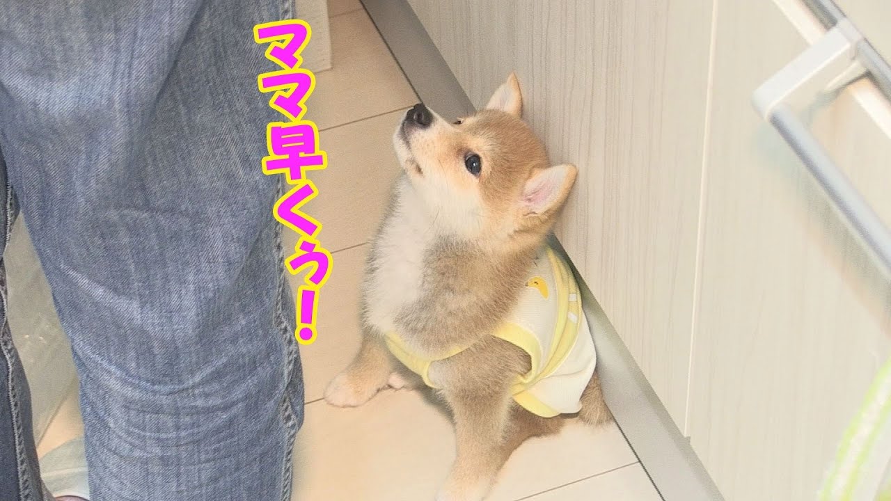 ご飯を要求し、悪い事をした兄柴犬を叱る子犬が可愛い♪