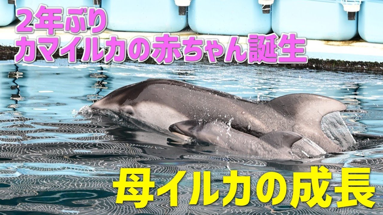 【赤ちゃん誕生】カマイルカの赤ちゃん誕生と母イルカの成長