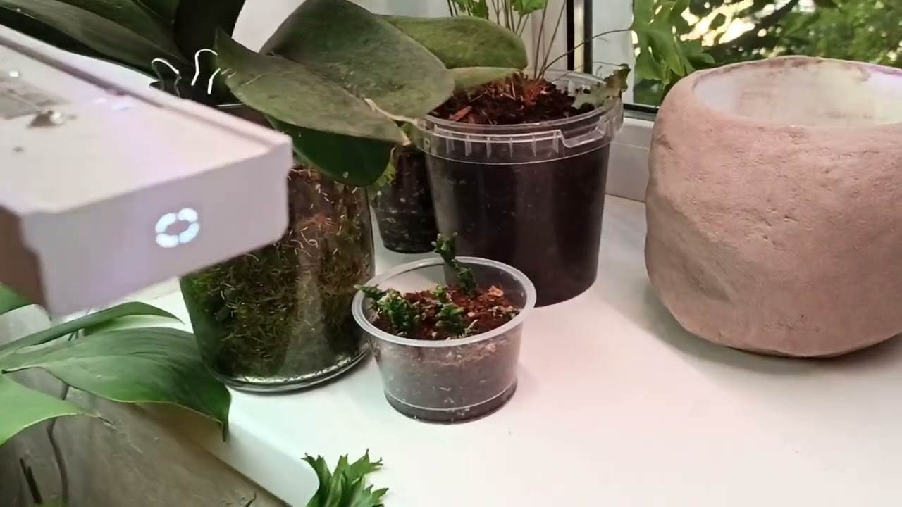 Асплениум Крисси Эми / Asplenium nidus Crissie Amy