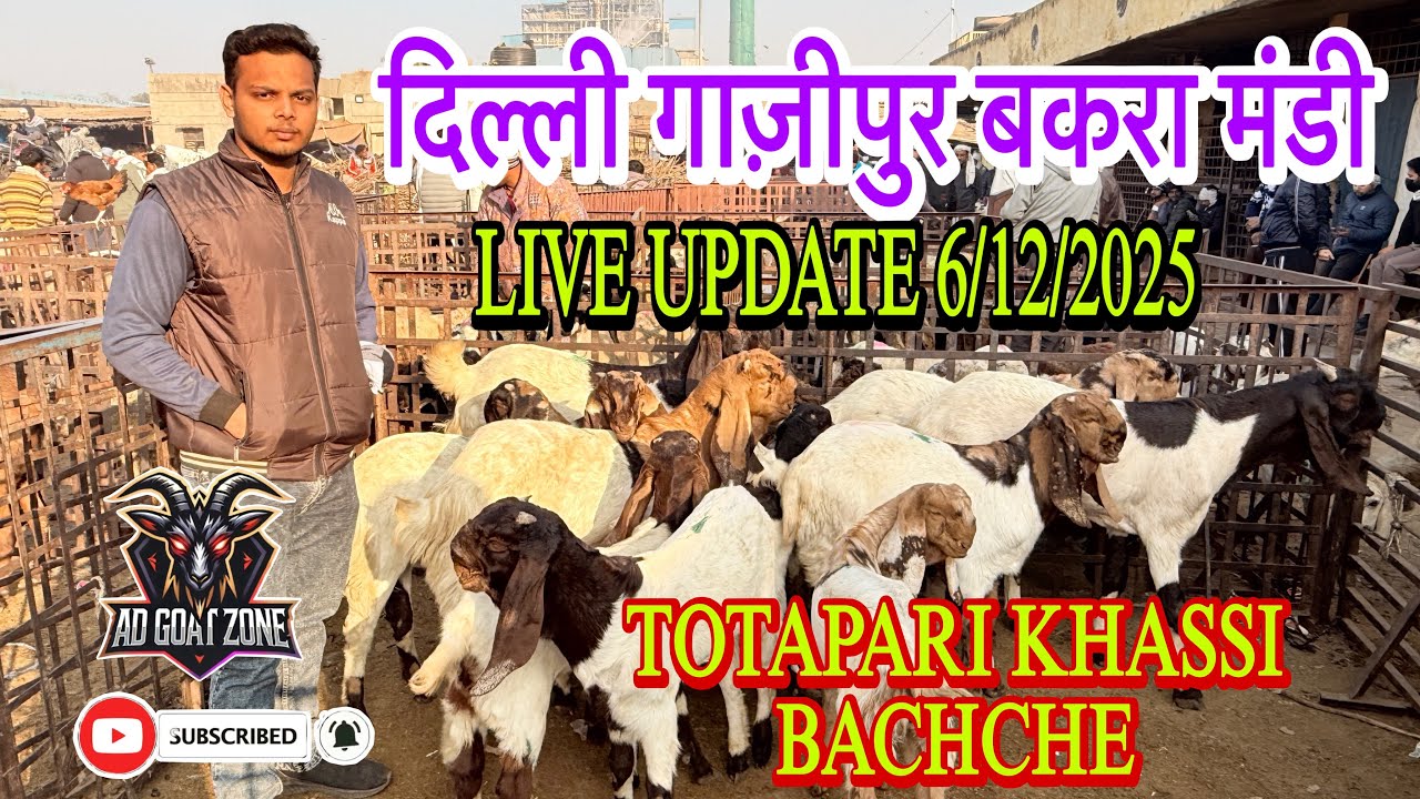 दिल्ली गाज़ीपुर बकरा मंडी LIVE UPDATE 6/12/2025 @ADGoatzone #viralvideo #gazipurbakramandi 