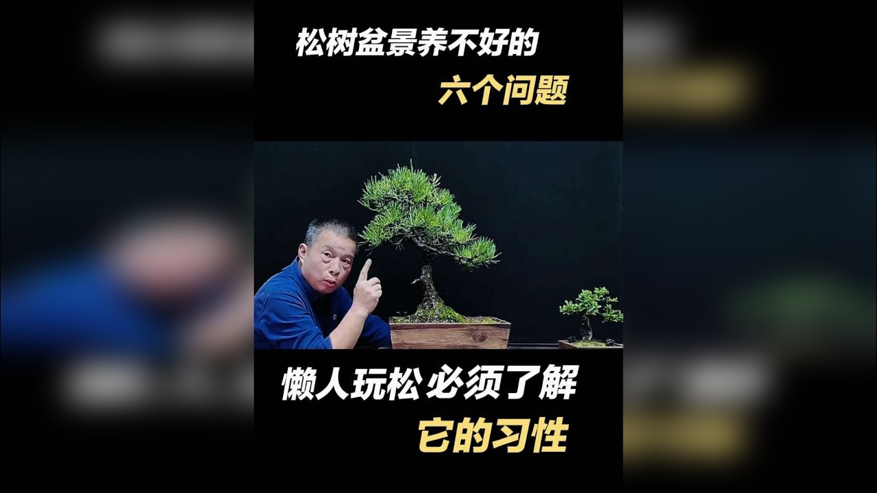 松树种养不好的六个原因 松树的生长习性，造型中的操作有别于我们杂木桩材，初玩松树盆景种养不好，或造型中不知怎样立型的，一般来说是对这六个因素缺乏更多的了解