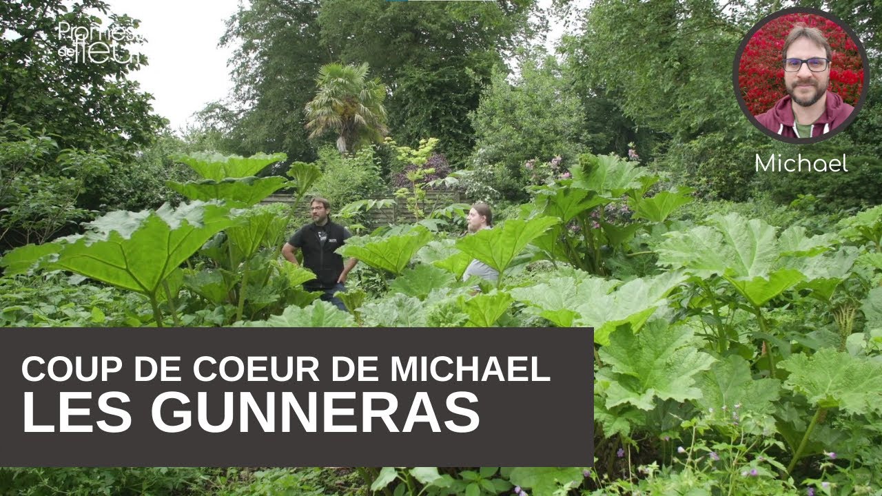 Le coup de coeur de Michael : Gunneracées, la rhubarbe géante