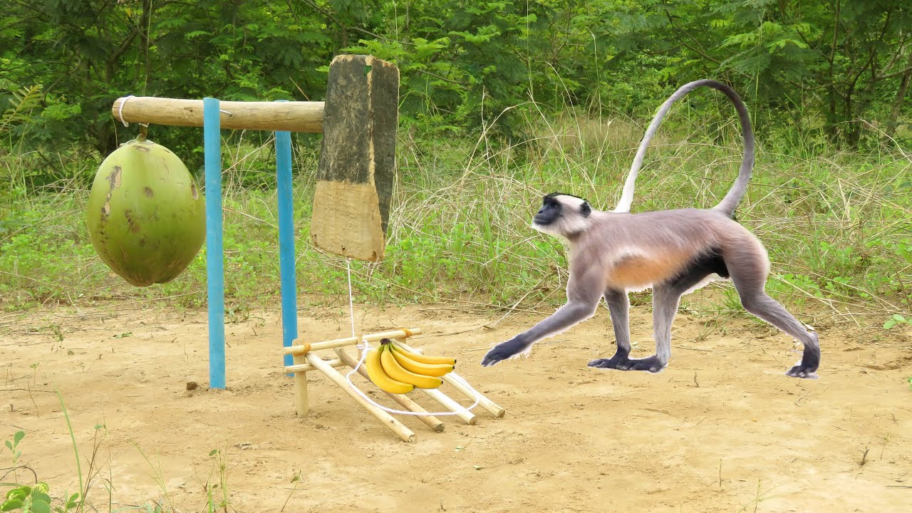 Amazing Monkey Trap Using Ax Coconut And PPVC