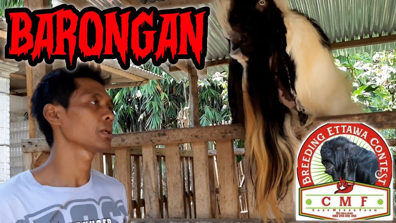 MASKOT KANDANG JACK CMF FARM BLITAR || BARONGAN