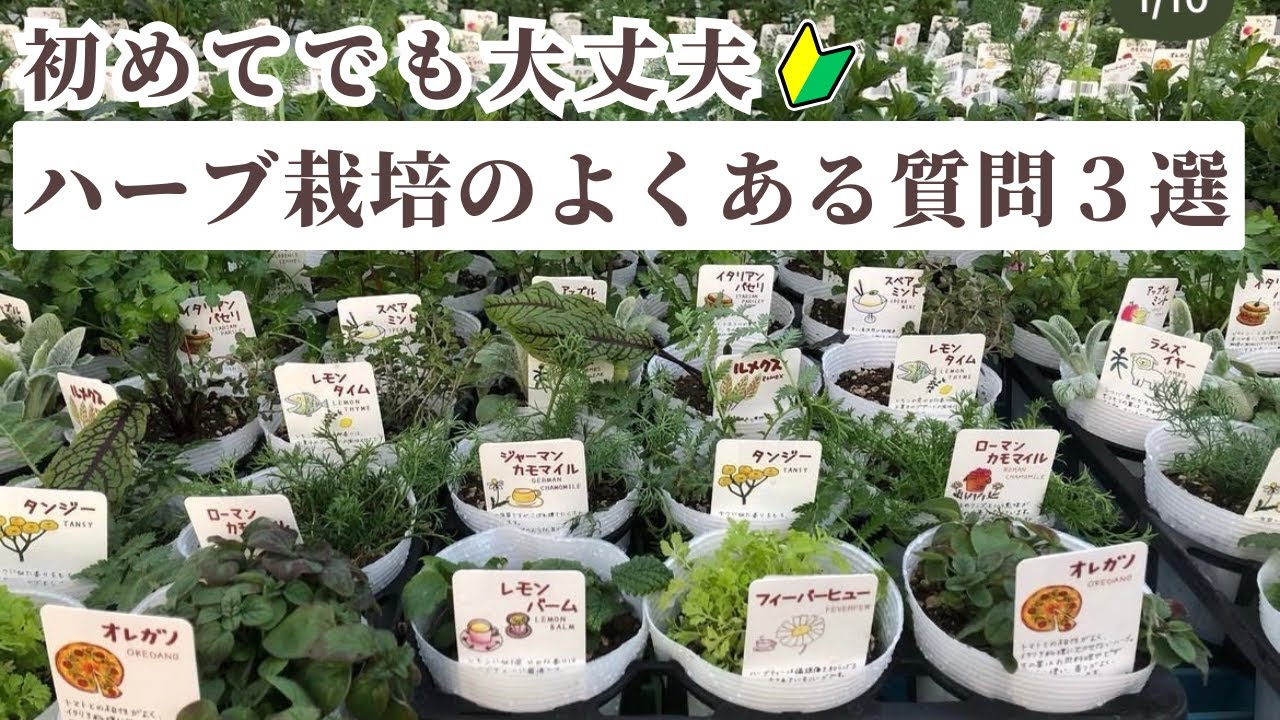 初めてでも大丈夫🌿ハーブ栽培のよくある質問３選