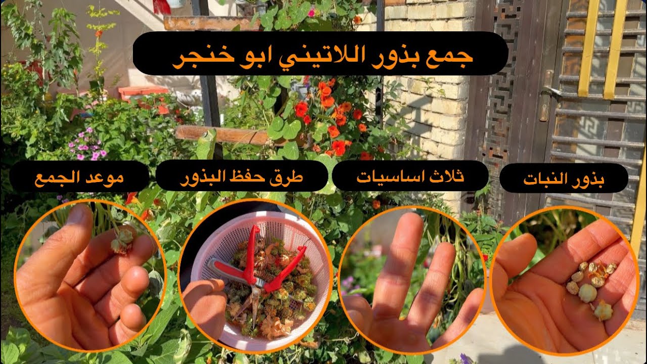 كيف اجميع بذور نبات اللاتيني ابو خنجر ؟ تعالوا نتعلم