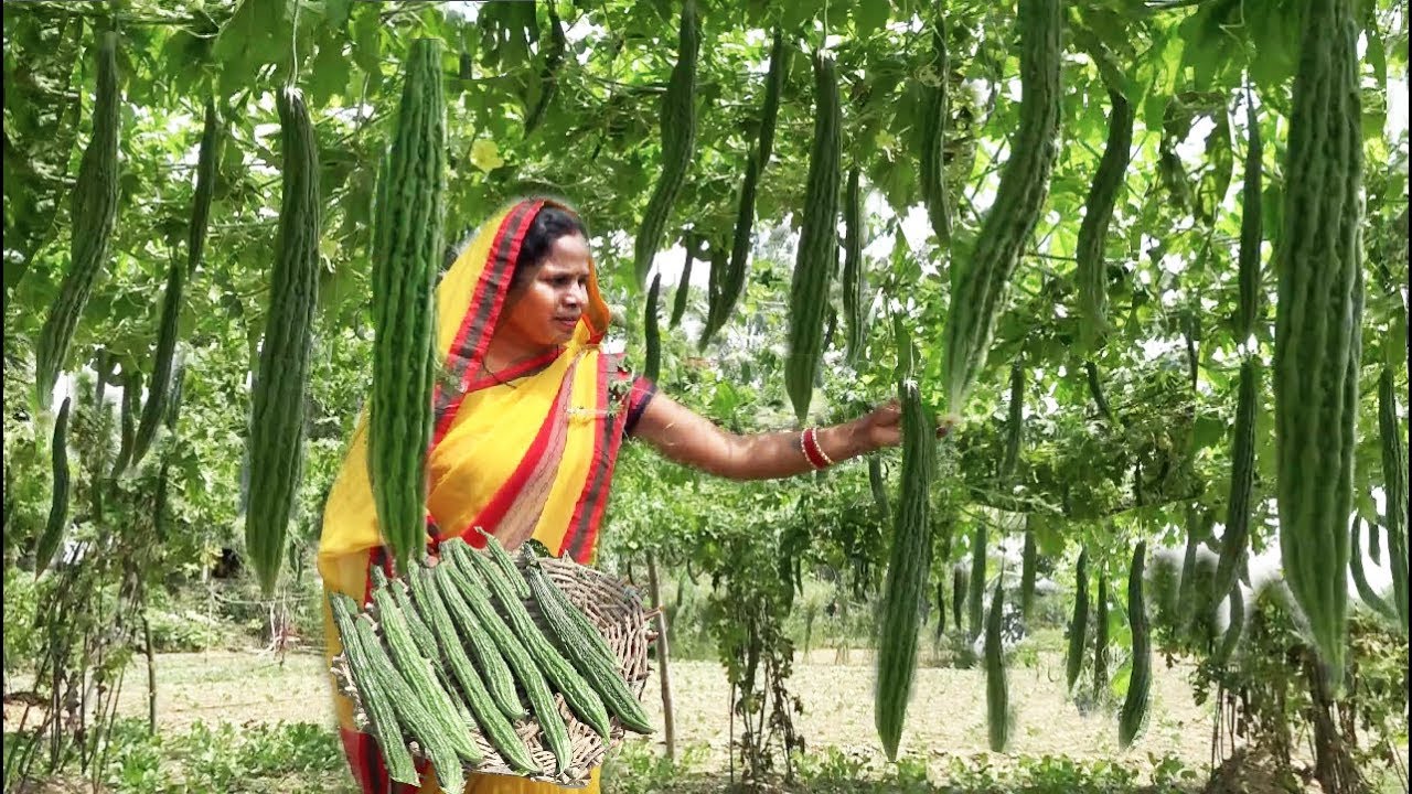 दाल भात रोटी के साथ करेला की भरवा, ऐसे बनायेंगे तो सब अंगुलियां चाट चाट कर खायेंगें DAL-BHAT, ROTI