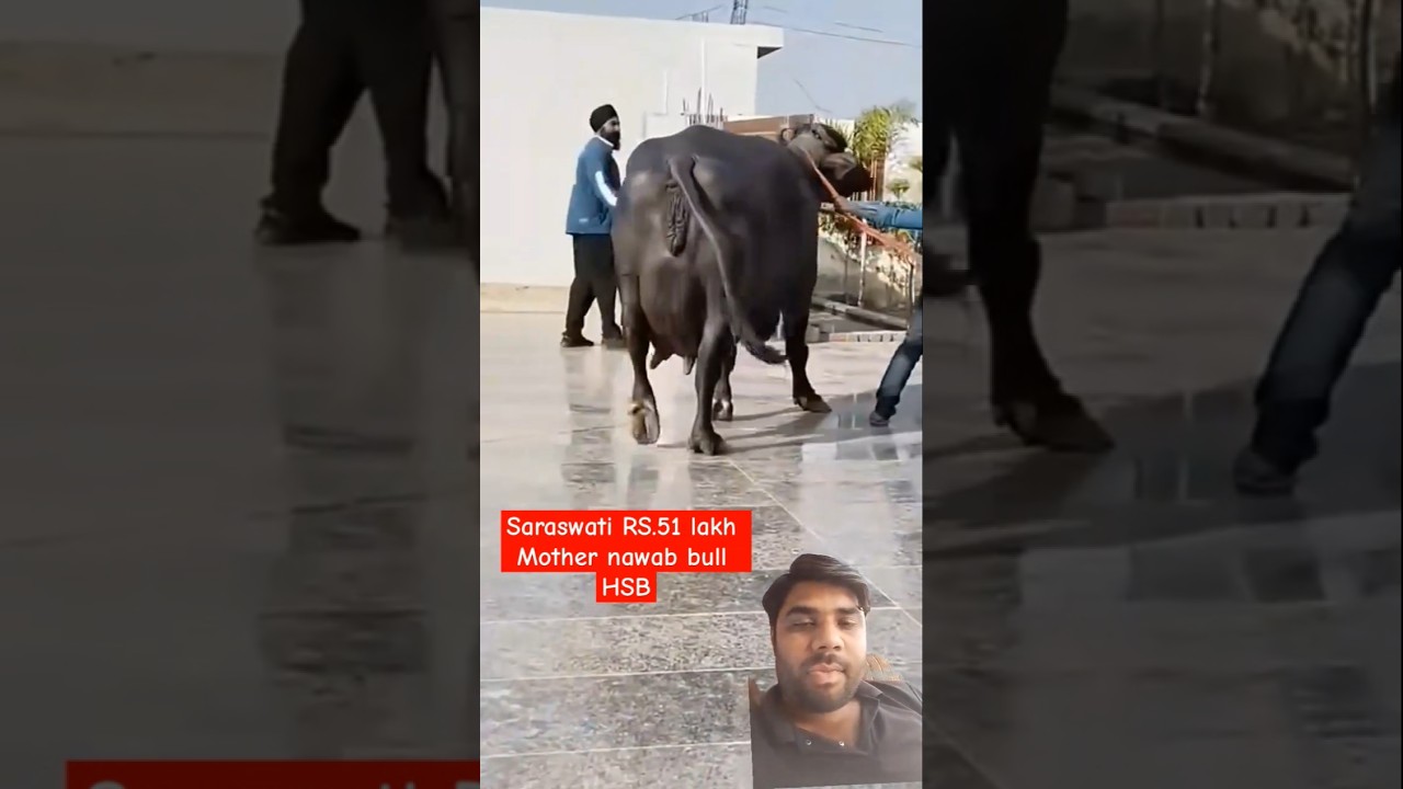 Saraswati buffalo mother of nawab bull HSB #trendingshorts #buffalo #nawab