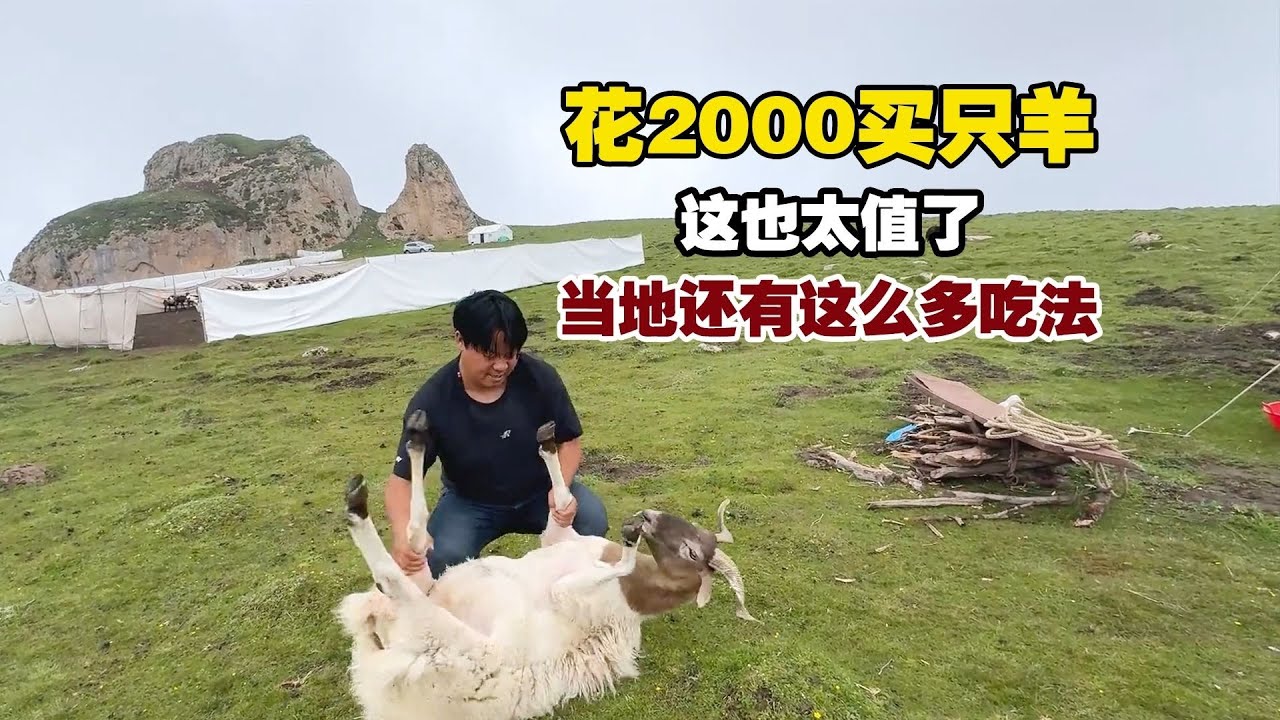 100多斤的草膘羊！当地人太会吃了，原来还有这么多吃法！【小白的奇幻旅行】