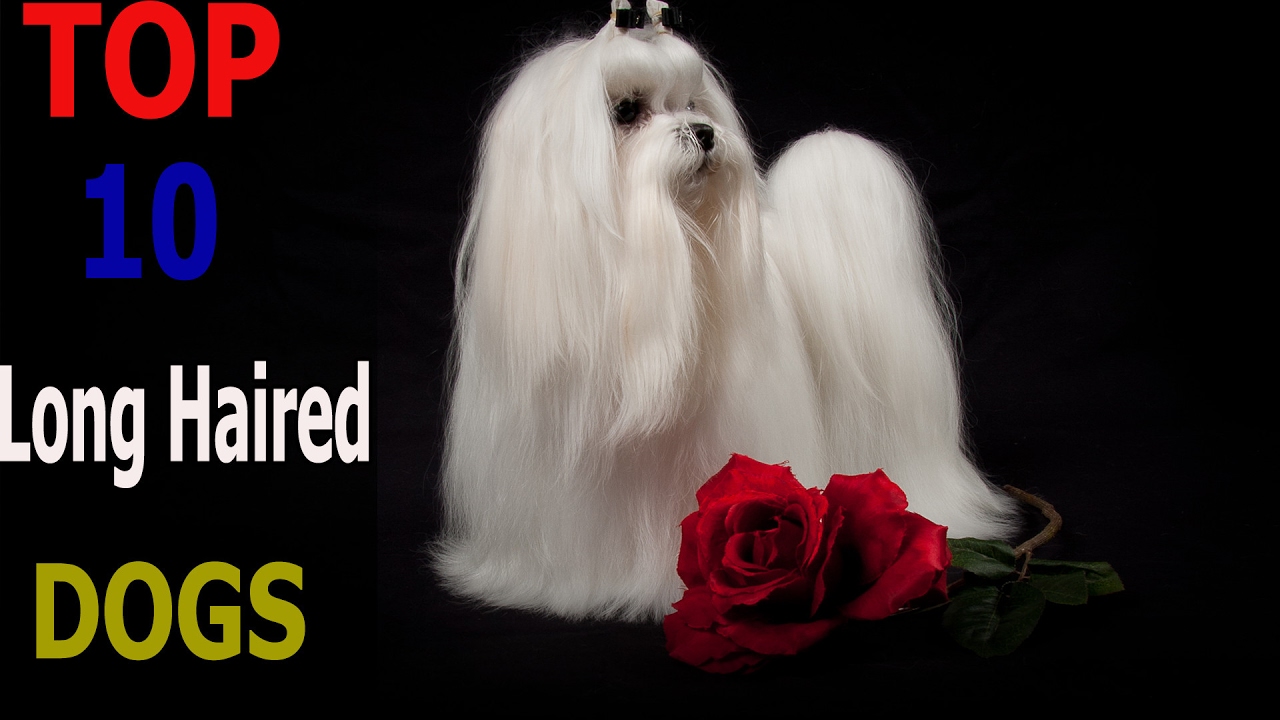Top 10 long haired dog breeds | Top 10 animals