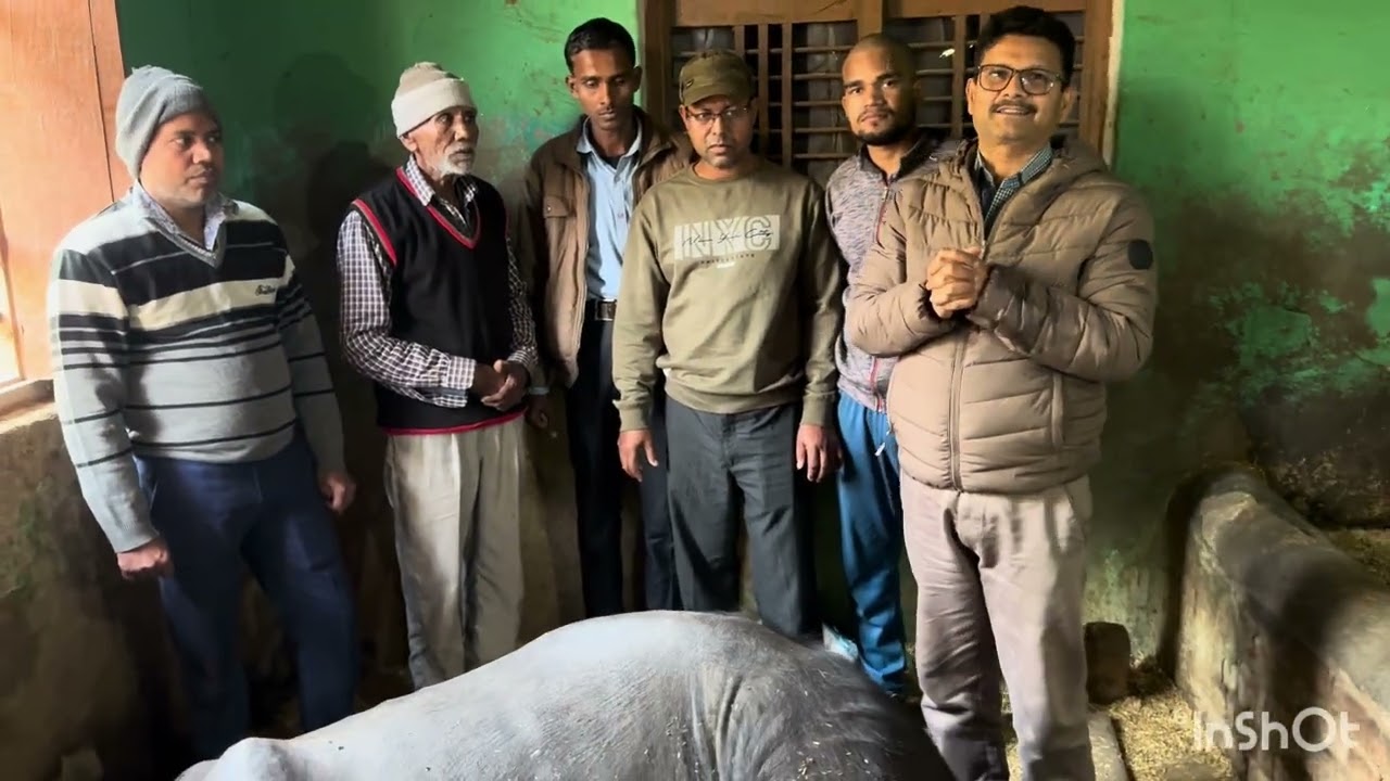 Downer cow syndrome l dr Umar khan