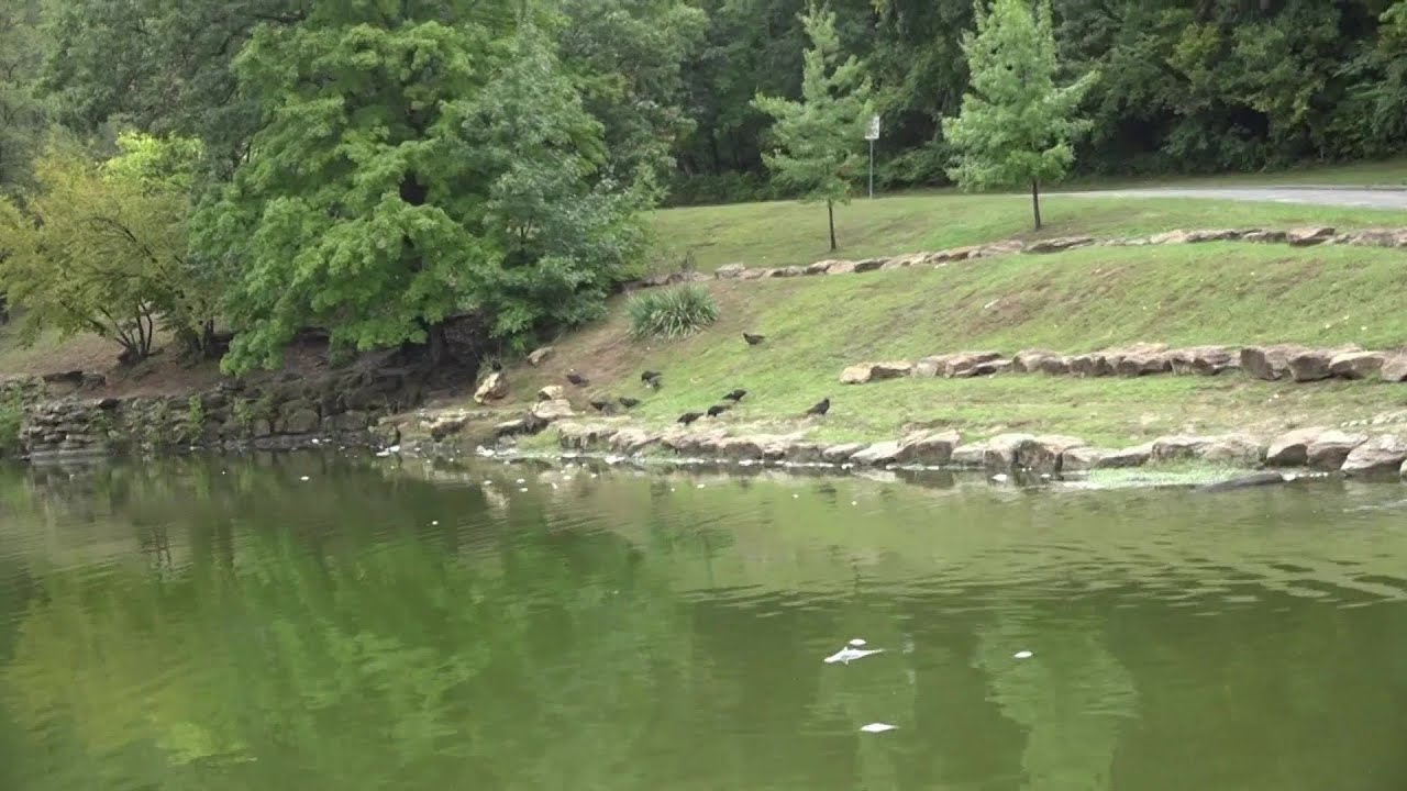 Fish dead in Krug Park pond due to algae bloom, low oxygen levels MDC says