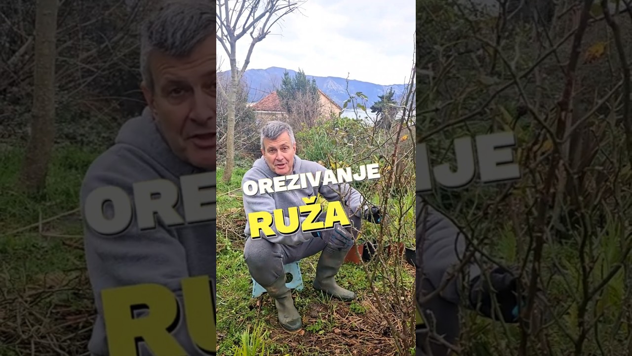 Orezivanje ruže. #cveće #biljke #gardening