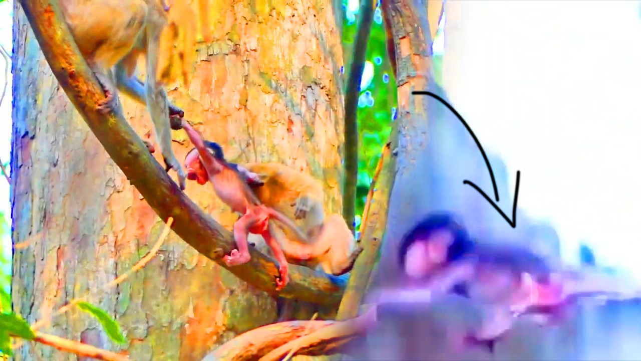 Heart Just Got Broken....The Little Monkey Got Super Scared And Falling down The Tree