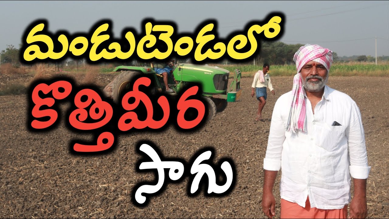 మండుటెండలో కొత్తిమీర సాగు