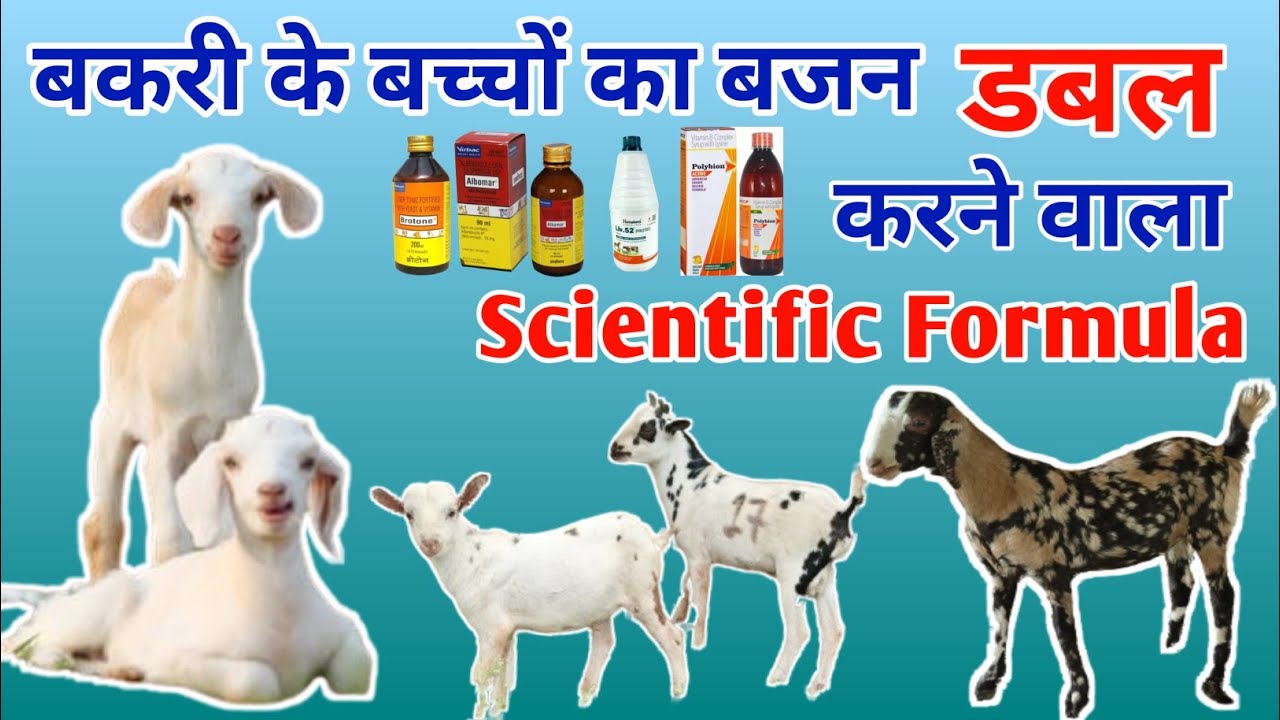 बकरी के बच्चों का बजन डबल करने वाला Scientific Formula#ojasgoatfarm#goatfarming#bakripalan#farming