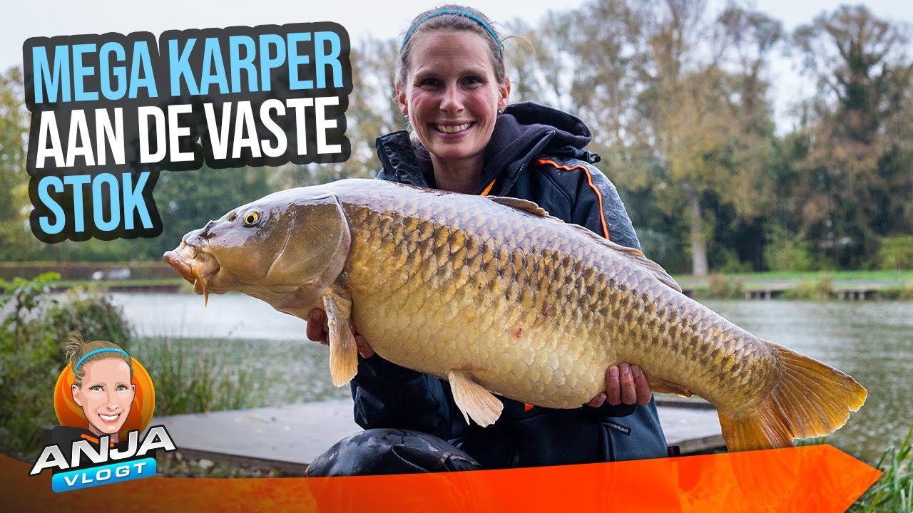 MEGA KARPER AAN DE VASTE STOK IN BELGIË