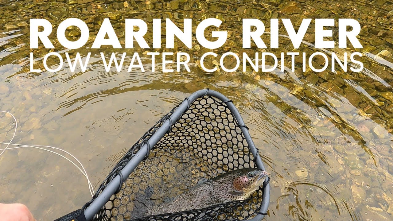 Fly Fishing Roaring River - Chasing Missouri Trout with Low Water Conditions