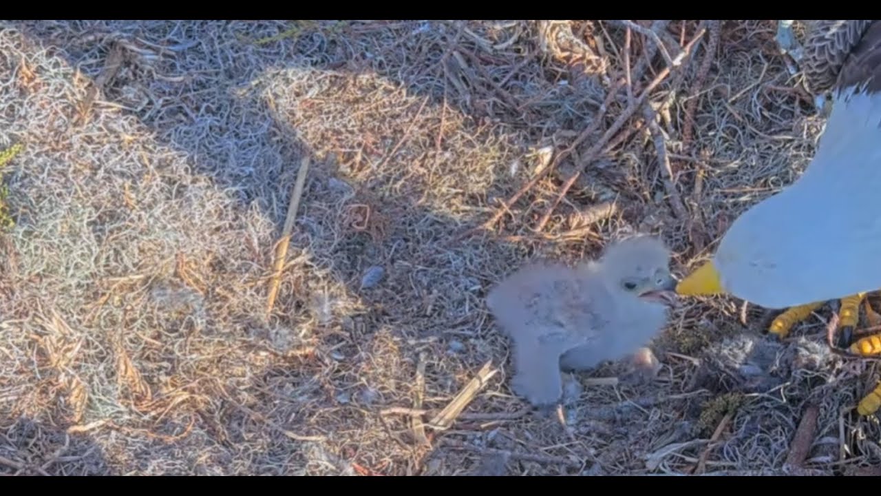 Winter Park Eagle Cam on 1/23/26 Dad brings in fur food and gives E2 a private feeding