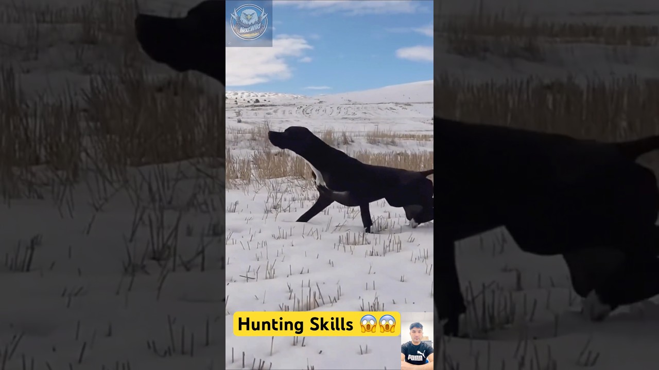 Hunting Dog in Action | Wild Instincts Unleashed!