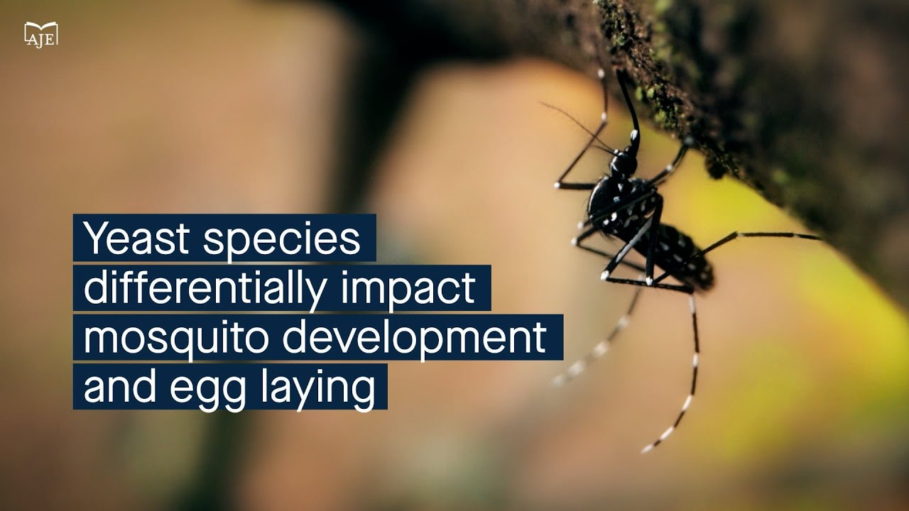 Yeasts in the environment impact Asian tiger mosquito development and egg-laying behavior