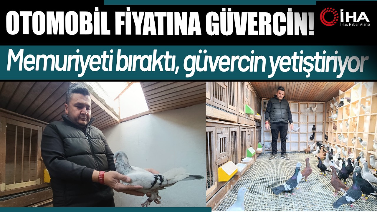 Memurluğu bırakıp güvercin yetiştiricisi oldu, otomobil fiyatına satıyor