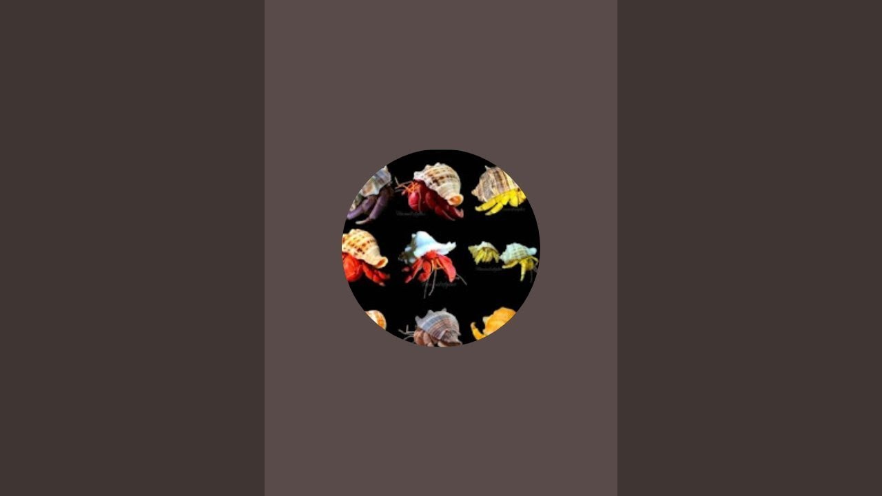 VARIOUS ANIMALS99 sedang live sekarang!
