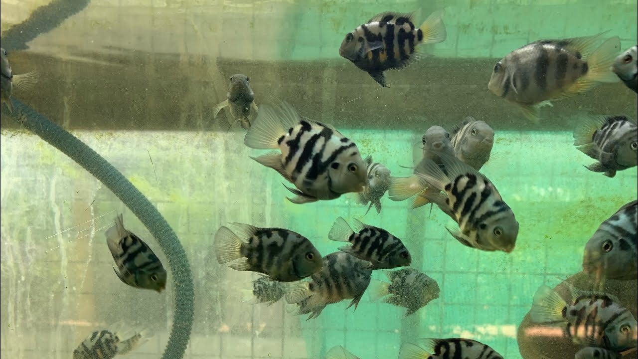 Polar Parrot Fish Breeding and Fry Care In Tamil