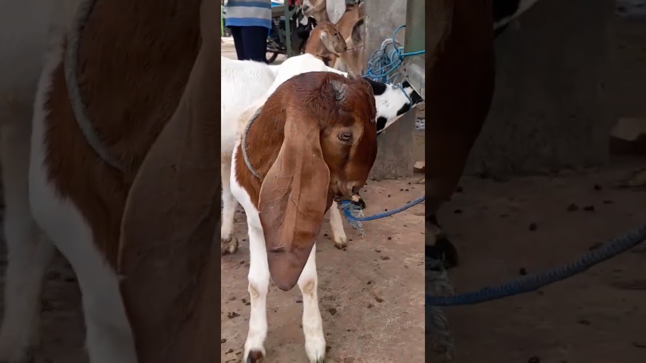 KAMBING DORO SUPER #vipertuban #pasarkambinggedungombo