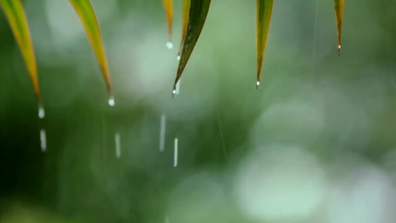 Soft Rain Sounds and Relaxing Piano Music for Sleep, Study, Meditation & Calm Night Ambience