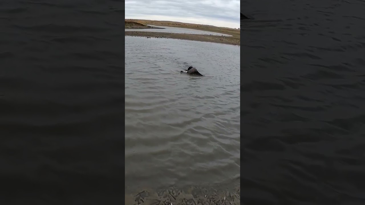 HIS FIRST GOOSE RETRIEVE! #hunting #shorts #duckhunting