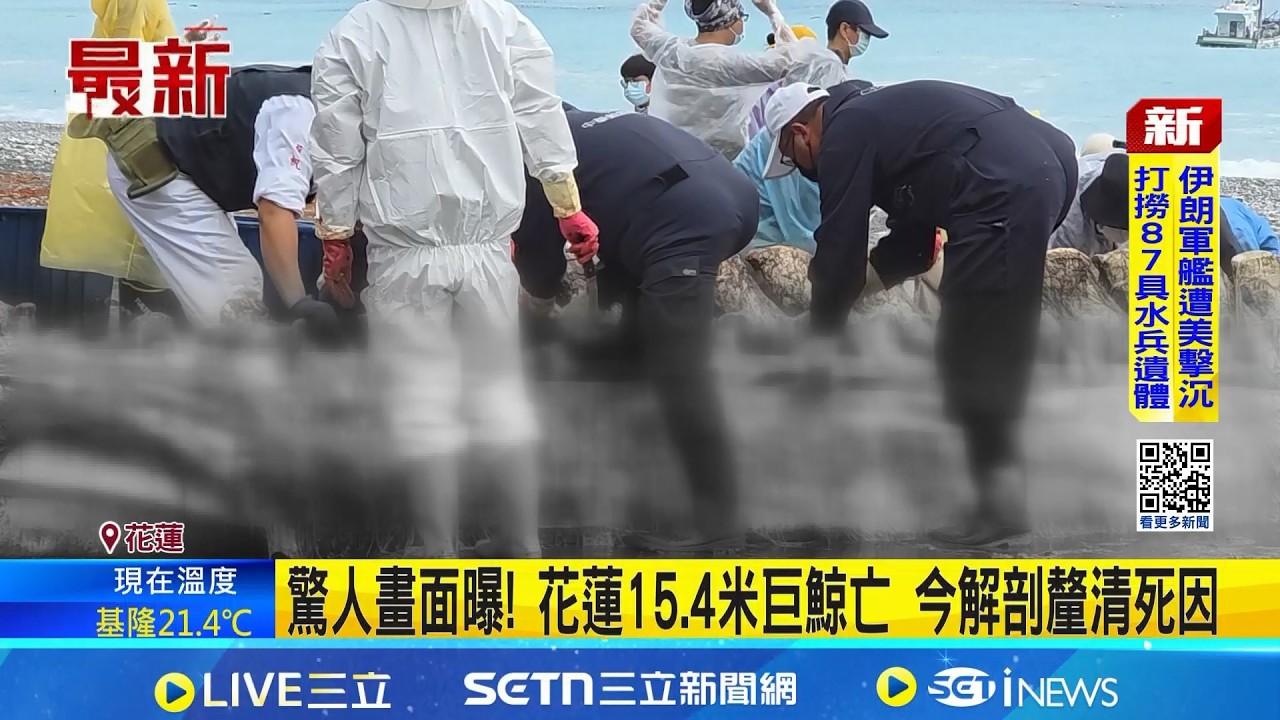 驚人畫面曝! 花蓮15.4米巨鯨亡 今解剖釐清死因 巨型鯨屍疑罕見品種! 骨骼將送台中科博館研究｜三立新聞網 SETN.com