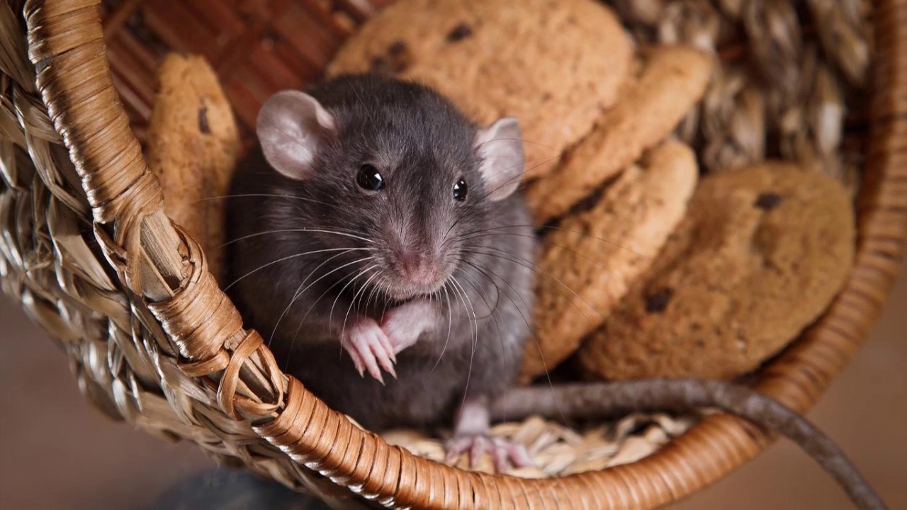 Ameri-Tech Pest Control Bedford TX 76021 Rodent Control