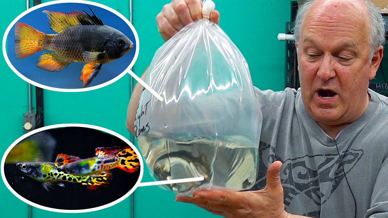 Master Breeder Brings New Fish We've NEVER Sold Before! [Unboxing]