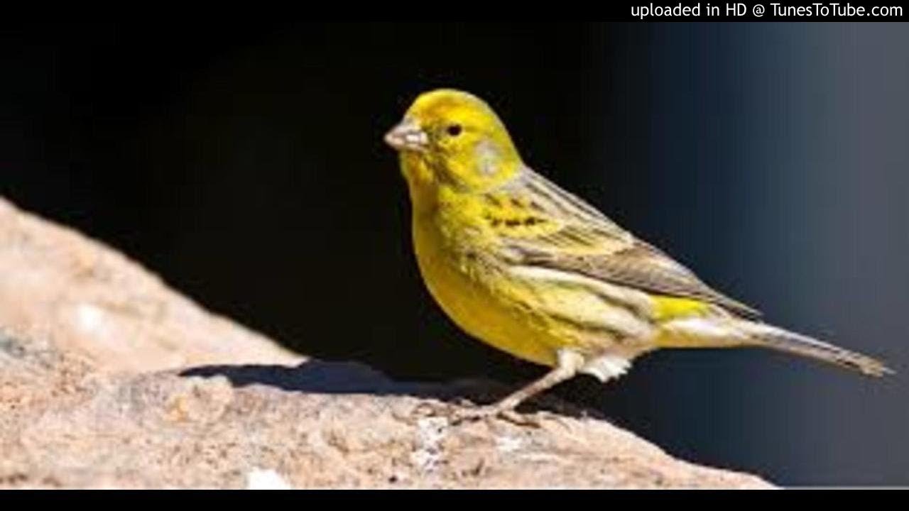 American Singer Canary training song