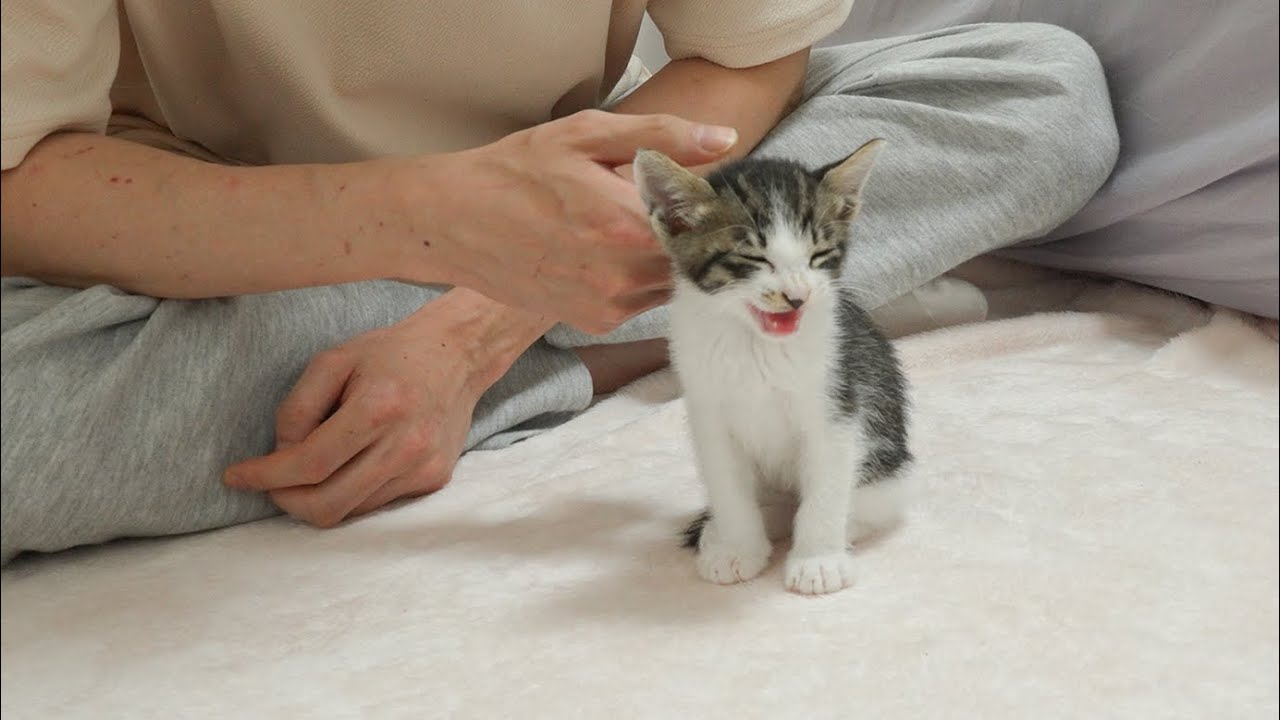 What Happens If You Call a Kitten Who is Sleeping Cutely? 😄