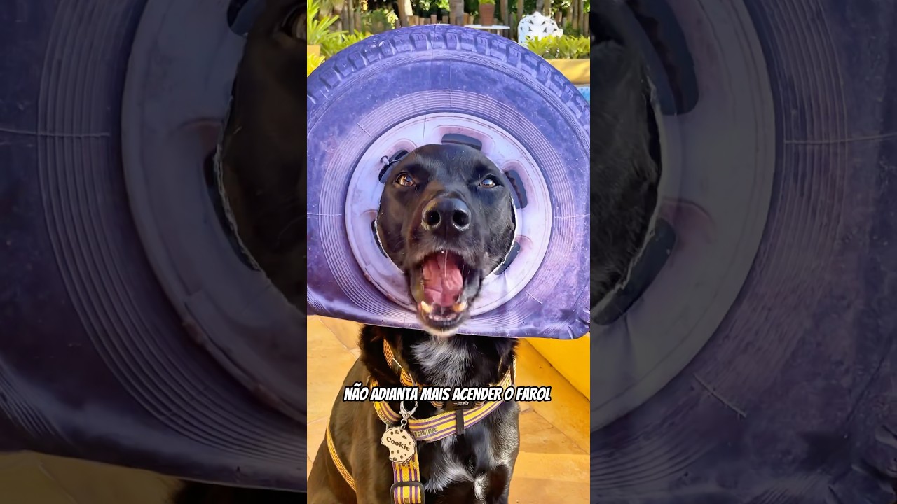 PNEU FUROU? #cachorro #cachorros #cachorrosfofos